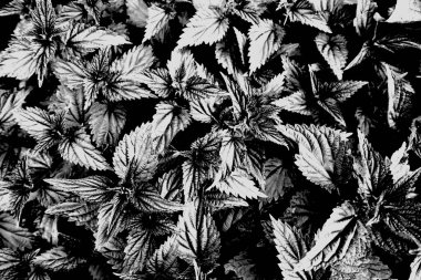 Isırgan otunun yüksek kontrastlı bıraktığı siyah beyaz fotoğraf. Yapay arkaplan.