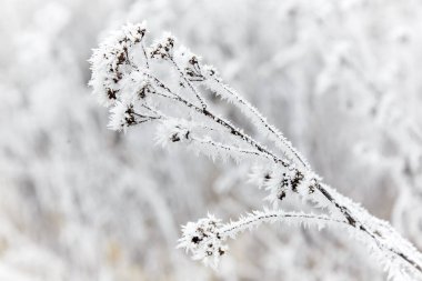 Rime çimlerin üzerinde. Donmuş çimenler ve değirmencilik ile büyük bir plan.