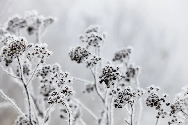 Rime Auf Dem Rasen Gefrorenes Gras Mit Einem Großen Plan — Stockfoto