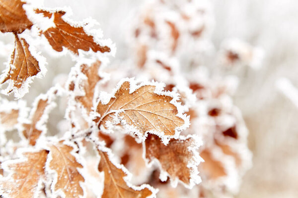 Rime on dry oak leaves. Severe frost.