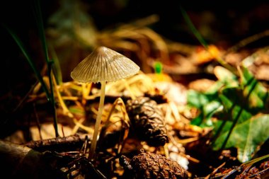 Güneş ışınları karanlık bir ormanda küçük bir mantarın üzerinde parlıyor..