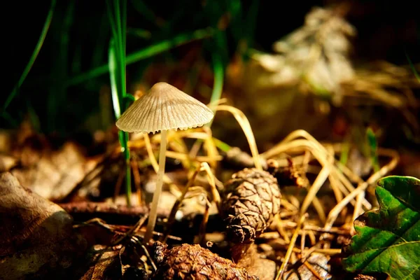 Los Rayos Del Sol Brillan Sobre Pequeño Hongo Bosque Oscuro — Foto de Stock