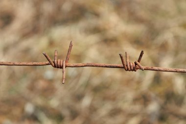 Eski paslı dikenli tel. Metal dikenli tel örgü. Arka planda bulanıklık var..