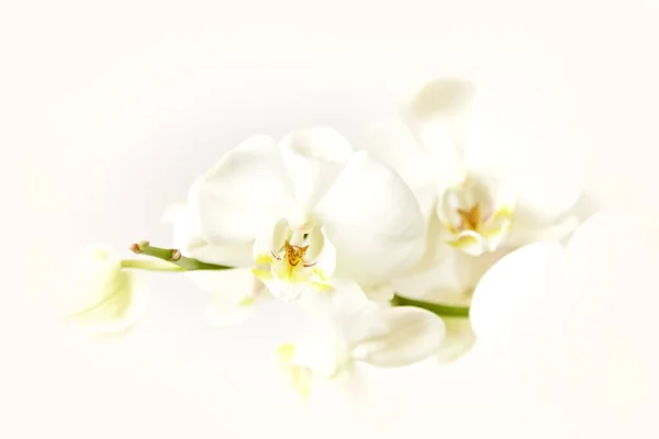 White Orchid Light Background Close Blur — Stock Photo, Image