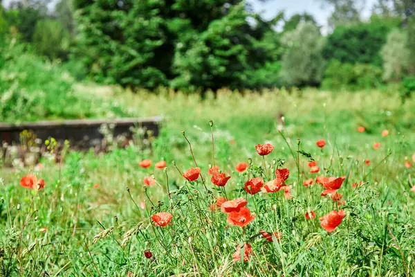 Veel Bloemen Het Gras Rode Klaprozen Met Groene Achtergrond Close — Stockfoto