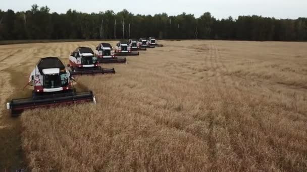Поєднує Собі Роботу Щодо Збору Обробки Зернових — стокове відео