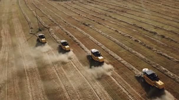 Комбайни врожаю пшениці — стокове відео