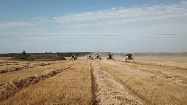 Комбайни врожаю пшениці — стокове відео