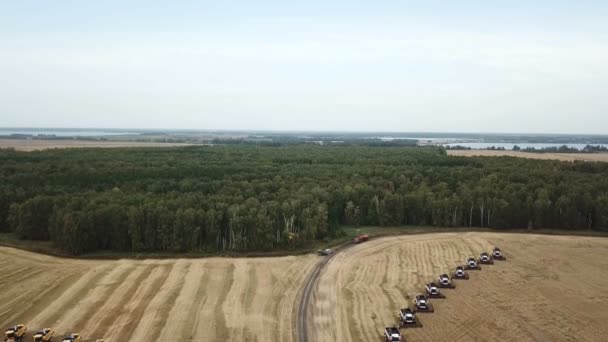 Комбайни врожаю пшениці — стокове відео