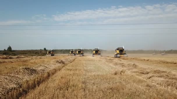 Cosechadoras cosechan trigo — Vídeo de stock