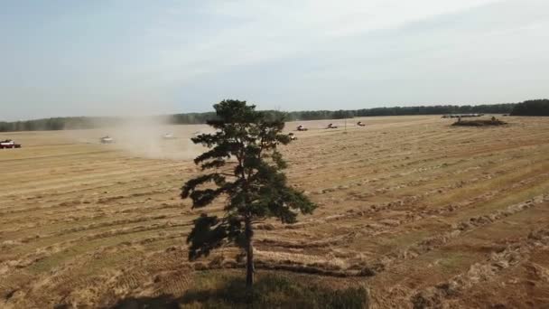 Уборка урожая на поле — стоковое видео