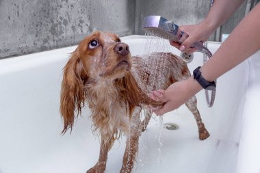 Yıkandıktan sonra köpeği havluyla kurula.