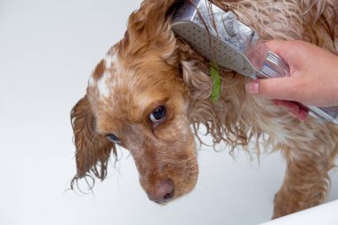 Yıkandıktan sonra köpeği havluyla kurula.