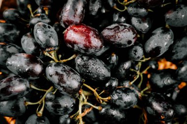 Bağ 'dan toplanan taze siyah üzümler doğal ışıkla parıldıyor.