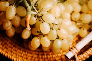 Taze üzümler üzüm bağından toplandı, dokuma sepetinde sergilendi.