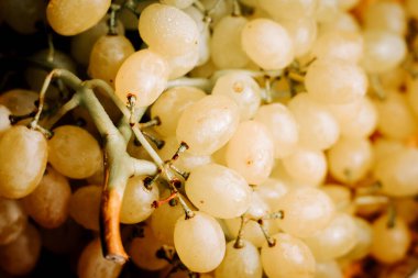 Olgun üzüm salkımları sabahın köründe bir üzüm bağında çiğ tanesiyle parlıyor.