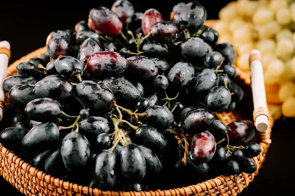 Olgun siyah üzümler bir sepetin içinde toplanmış tüketime ya da şarap üretimine hazırlar.