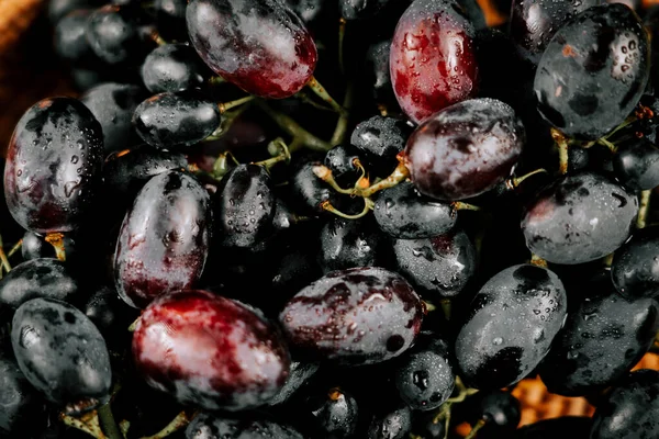 Taze bir çiğ tanesiyle olgunlaşmış üzümler sabahın erken saatlerinde bir üzüm bağında parlıyor.