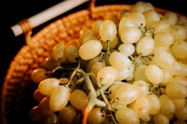 Üzüm bağından taze taze olgun üzümler hasat için dokuma sepetinde toplandı.