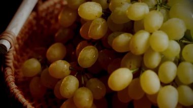 Kaliforniya 'da yaz mevsiminde üzüm bağlarından toplanan taze yeşil üzümler.