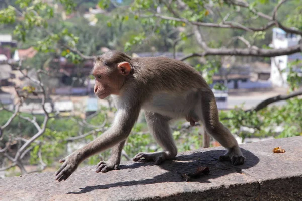 Μαϊμού στην πόλη της Τζαϊπούρ — Φωτογραφία Αρχείου