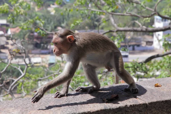 Macaco na cidade de Jaipur — Fotografia de Stock