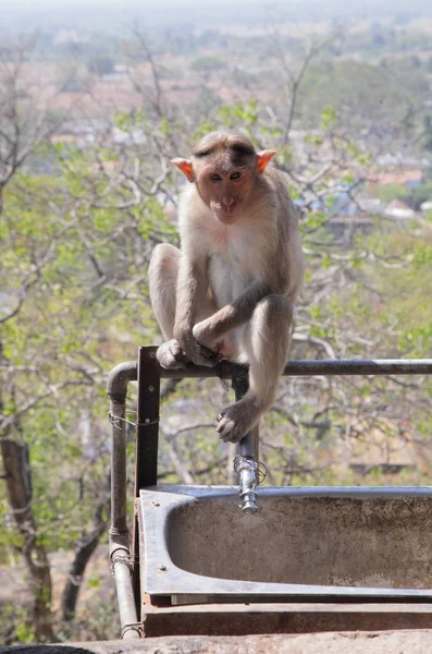 Affe in der Stadt Jaipur — Stockfoto