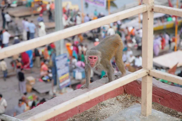 Affe in der Stadt Jaipur — Stockfoto