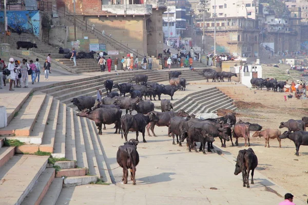 Tekneler Inek Varanasi Ganj Nehri Uttar Pradesh Hindistan — Stok fotoğraf