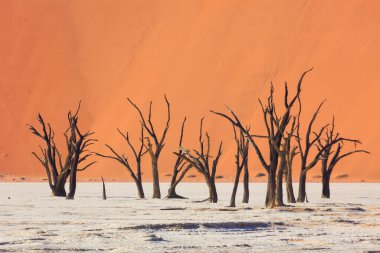 Camelthorn ölü ağacı Acacia erioloba ve Sossusvlei 'deki kum tepeleri