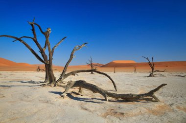 Camelthorn ölü ağacı Acacia erioloba ve Sossusvlei 'deki kum tepeleri