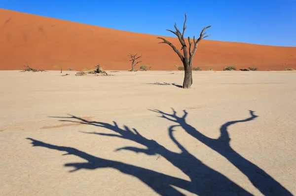 Camelthorn mrtvý strom Acacia erioloba a duny v Sossusvlei — Stock fotografie