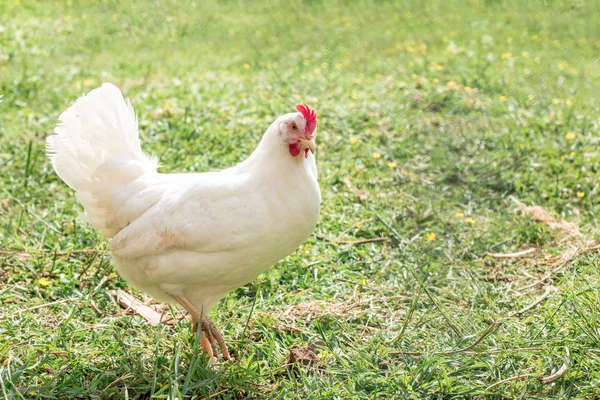 Yüksek-seks beyaz çapraz tavuk çiftliği bahçede yürüyüş