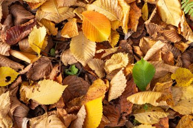 Düşen yapraklar arka plan. Sonbahar kartı. Kopya alanı.