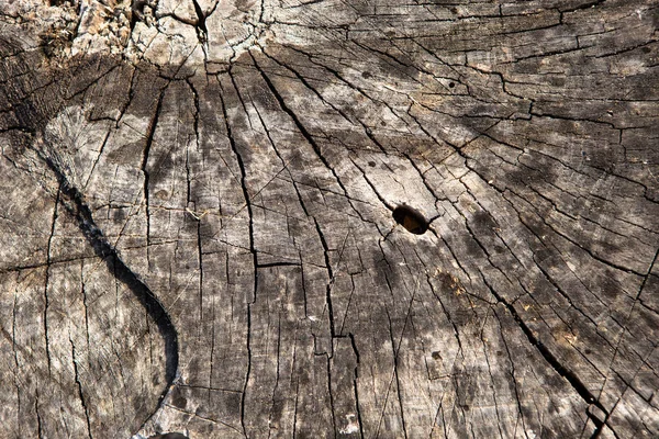 Old Cross Section Tree Trunk Close — Stock Photo, Image