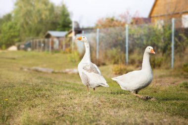 Çiftlikte yürüyen iki beyaz geeese