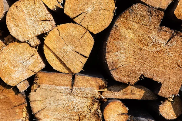 Stack Pine Logs Close View — Stock Photo, Image