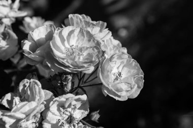 Gülleri kapat, Tayland