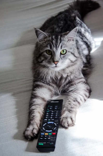 Sibirya orman kedi pençeleri arasında Tv Uzaktan kumanda ile. Hafif lekeler zıt ile yakın çekim.