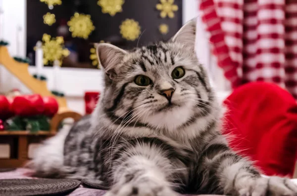Noel için dekore edilmiş bir tablo üzerinde yayılmış Sibirya orman kedi.