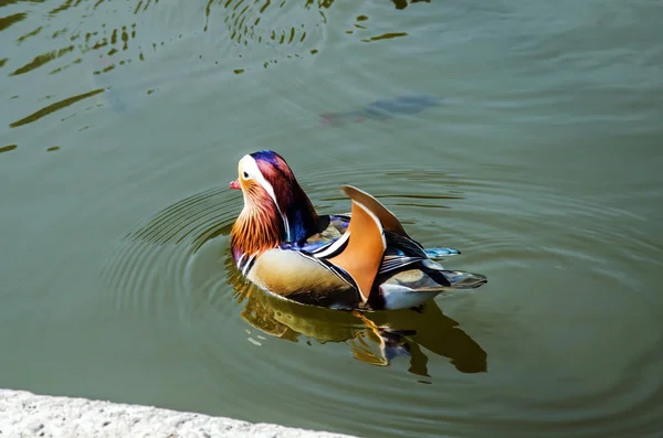 Mandarin ördeği.