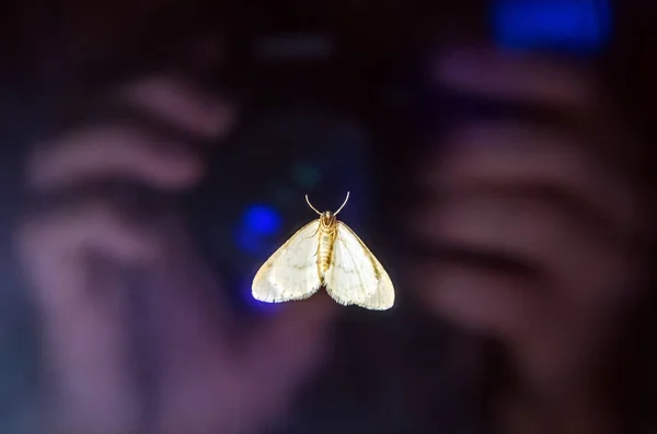Pencerenin cam üzerinde bir kelebek, yansıtan