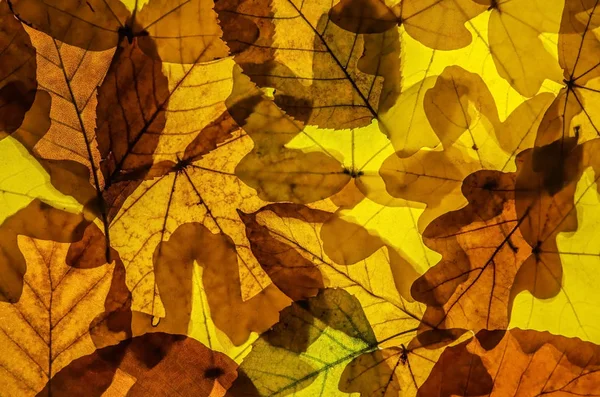 Gelbe Palette - Farben des Herbstes. — Stockfoto
