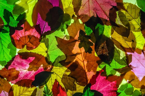 Die bunte Palette ist die Farben des Herbstes. — Stockfoto