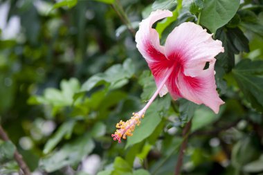 Hibiscus çiçeğinin pembe rengi Bahçede çok güzel.
