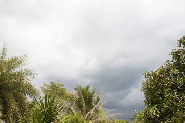 Der Dunkle Himmel Über Dem Grünen Baum Bevor Der Regen — Stockfoto