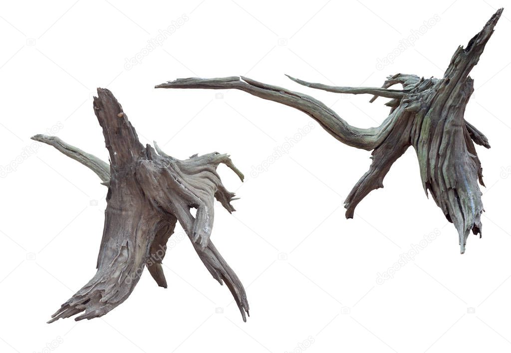 Isolate of beautiful timber use for decorating in the aquarium on white background with clipping path.
