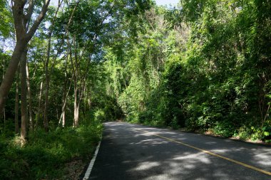Asfalt yolun kıvrımlı yolu. Yolun her iki tarafı da yeşil ormanlarla dolu. Yolun her iki tarafı da yeşil ormanlarla dolu..