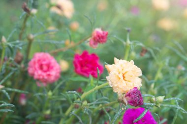 Portekiz çiçeğinin seçici odak noktası. Bahçede bir damla suyla sarı renk..