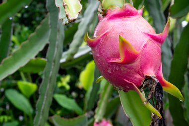 Ejderha meyvesi veya Pitaya meyvesi. Dış kabuk kırmızı. İçi beyaz. Bahçedeki ağaca düşen yağmur damlalarıyla.